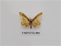 藏品(尺蛾272)的圖片